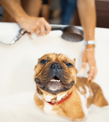 Bath & Brushing Services by Pawgo Dallas